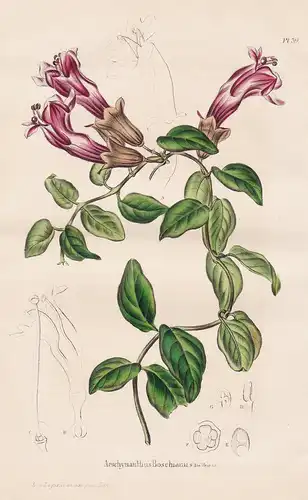 Aeschinanthus Boschianus - Java Sumatra Nepal India flower flowers Blumen botanical Botanik Botany