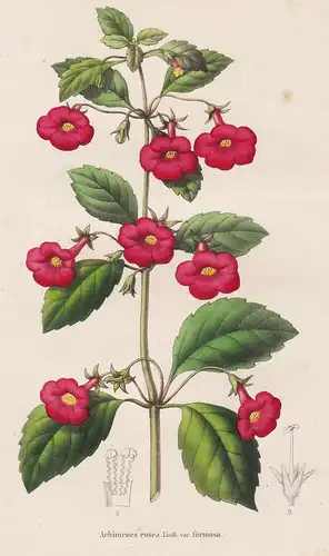 Achimenes Rosea. - Jamaica flower flowers Blumen botanical Botanik Botany
