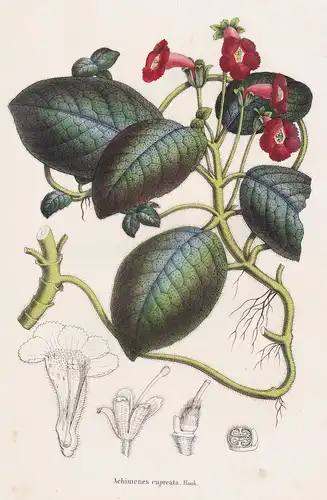 Achimenes cupreata. - South America flower flowers Blumen botanical Botanik Botany