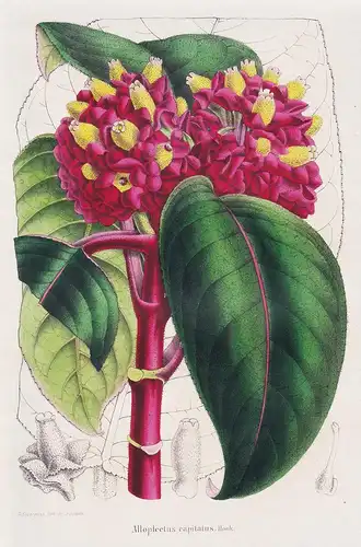 Alloplectus Capitatus - America tropics flower Blume Blumen botanical Botanik Botany