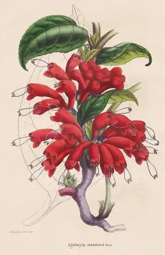 Agalmyla staminea. - Java Indonesia Blumen botanical Botanik Botany