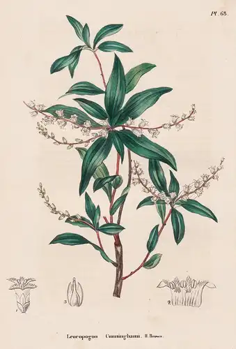 Leucopogon Cunninghami - Australia Australien flower flowers Blumen botanical Botanik Botany
