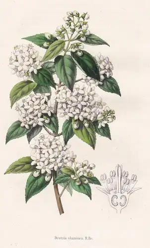 Deutzia slaminea. - India Japan Blumen botanical Botanik Botany