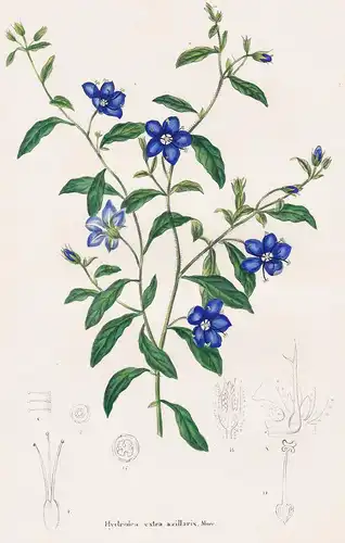 Hydrolea extra azillaris. - Madagascar flower flowers Blumen botanical Botanik Botany
