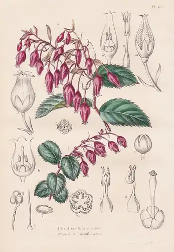 Gautiera Bracteata. Gautiera Longiflora - Mexico Mexiko Blumen botanical Botanik Botany
