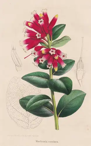 Macleania coccinea - Peru Ecuador flower Blume Blumen botanical Botanik Botany