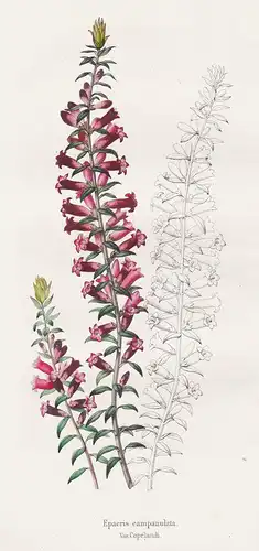 Epacris campanulata - Australasia flower flowers Blumen botanical Botanik Botany