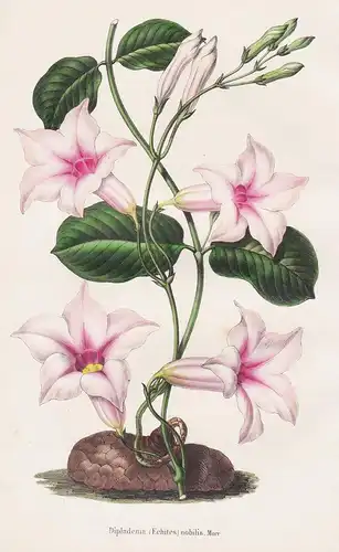 Dipladenia (Echites) nobilis. - St. Catherines Island America flower flowers Blumen botanical Botanik Botany