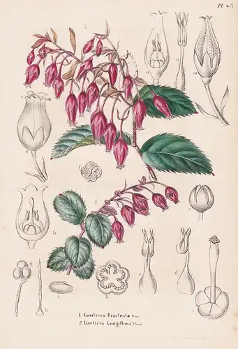Gautiera Bracteata. Gautiera Longiflora - Mexico Mexiko Blumen botanical Botanik Botany