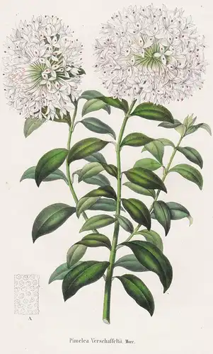 Pimelea Verschheltii - Australia Australien flower Blume Blumen botanical Botanik Botany
