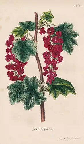 Ribes Sanguineum. - Johannisbeeren Ribes Blumen botanical Botanik Botany