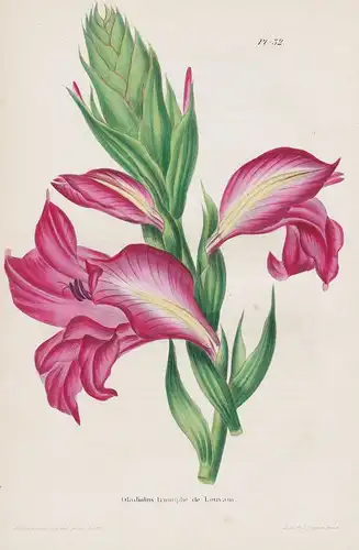 Glaudiolus, triomphe de Louvain - Gladiolen Gladiolus flower flowers Blumen botanical Botanik Botany