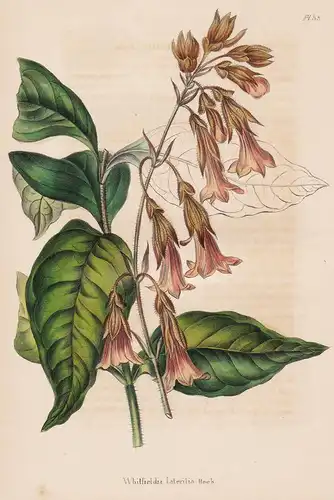 Whitfeldia lateritia. - Sierra Leone flower flowers Blumen botanical Botanik Botany
