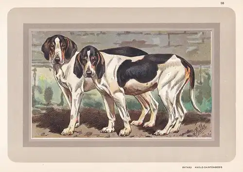 Batard Anglo-Saintongeois - Hund dog chien de chasse Jagdhund hunting