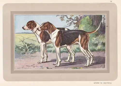Batards du Haut-Poitou - Hund dog chien de chasse Jagdhund hunting