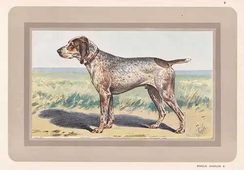 Braque Charles X - Hund dog chien de chasse Jagdhund hunting