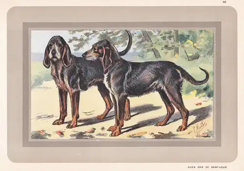 Chien gris de Saint-Louis - Hund dog chien de chasse Jagdhund hunting