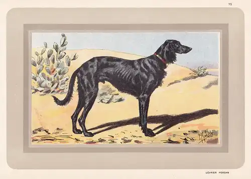 Lévrier Persan - Hund dog chien de chasse Jagdhund hunting