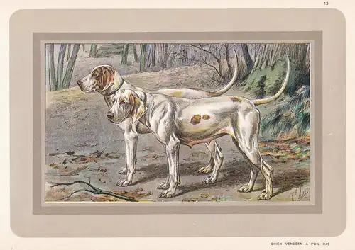 Chien Vendéen a poil ras - Hund dog chien de chasse Jagdhund hunting