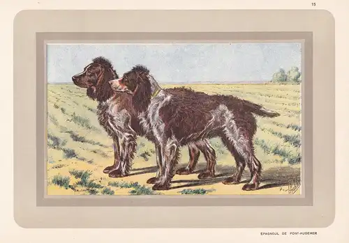 Epagneul de Pont-Audemer - Hund dog chien de chasse Jagdhund hunting