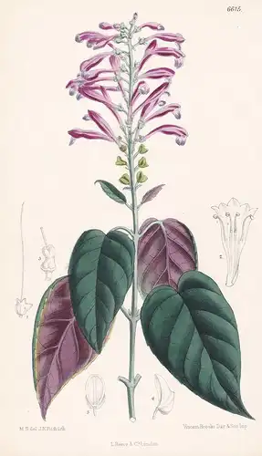 Scutellaria Hartwegi. Tab. 6615 - from the Botanical Magazine Ecuador flower Blume Blumen botanical Botanik Bo