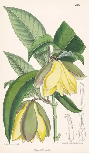 Talauma Candollei, var. Galoettiana. Tab. 6614 - from the Botanical Magazine Java flower Blume Blumen botanica