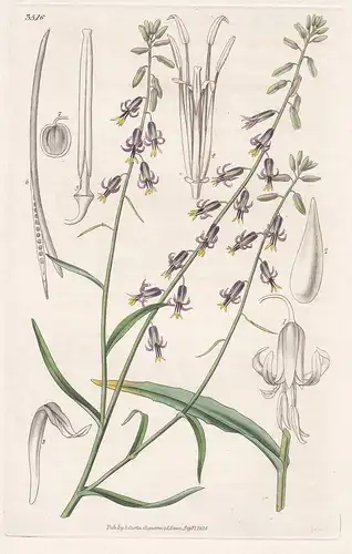 Streptanthus Hyacinthoides. Hyacinth-Flowered Streptanthus. 3516 - from Botanical Magazine; Texas flower Blume