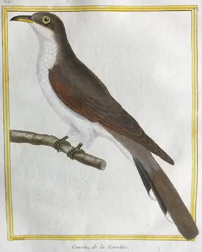 Coucou, de la Carolina - cuckoo Kuckuck North South Carolina America Vögel birds Vogel bird