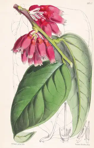 Thibaudia Jessicae. Tab. 5547 - from the Botanical Magazine Venezuela flower Blume Blumen botanical Botanik Bo