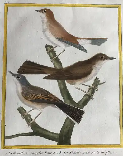 1. La Fauvette. 2. La petite Fauvette. 3. La Fauvette grise ou la Grisette. - Grasmücken warbler Vögel birds V