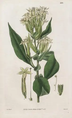 Cestrum Bracteatum. Bracteated Cestrum. 2974 - from Botanical Magazine; Brazil Brasil Brasilien flower Blume B