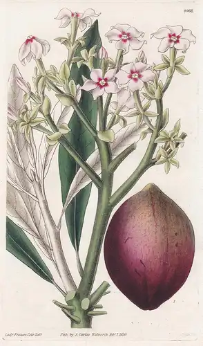 Cerbera Tanghin. Poison Tanghin. 2968 - from Botanical Magazine; Tanzania Tansania flower Blume Blumen botanic
