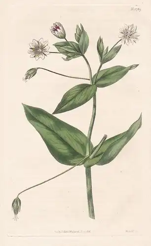 Cerastium Amplexicaule. Glaucous Chickweed. 1789 - from Botanical Magazine; China flower Blume Blumen botanica