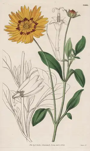 Coeopsis Coronata. Crowned Coreopsie 3460 - from Botanical Magazine; Texas flower Blume Blumen botanical Botan