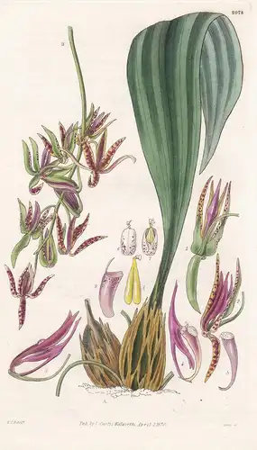 Gongora Viridi-Purpurea. Greenish-Purple Gongora. 2978 - from Botanical Magazine; Brazil Brasil Brasilien Orch