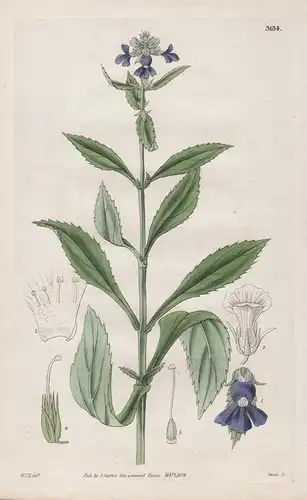 Gratiola Tetragona. Four-Sided Hedge-Hyssop. 3134 - from Botanical Magazine; Argentina Argentinien flower Blum