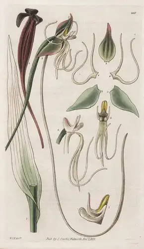 Habenaria Longicauda. Long-Tailed Haberaria 2957 - from Botanical Magazine; Orchid Orchidee Guyana America Ame