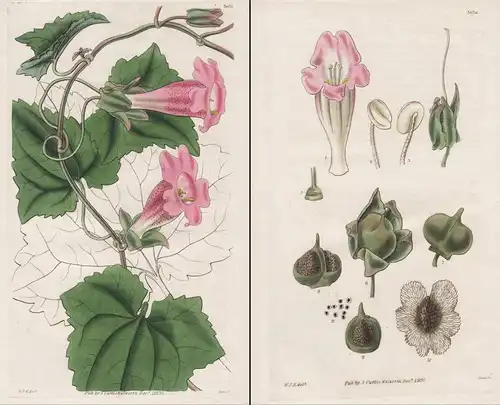 Lophospermum Scandens. Climbing Lophospermum 3037 und 3038 - from Botanical Magazine; Mexico Mexika flower Blu