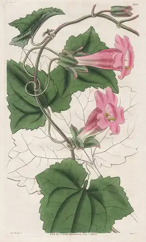 Lophospermum Scandens. Climbing Lophospermum 3037 und 3038 - from Botanical Magazine; Mexico Mexika flower Blu