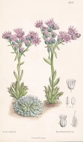 Sempervivum Moggridgei Moggridge. Tab. 6610 - from the Botanical Magazine Alpes Maritimes flower Blume Blumen