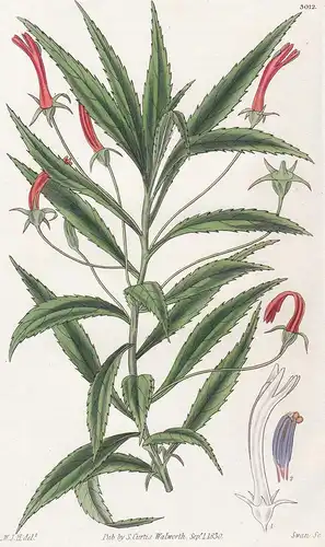 Lobelia Kraussii. Dominica Lobelia. 3012 - from Botanical Magazine; Dominica Caribbean flower Blume Blumen bot