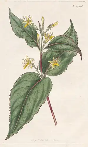 Diervilla Humilis. Yellow-Flowered Diervilla. 1796 - from Botanical Magazine; Acadia North America Amerika flo