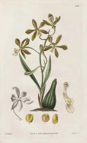 Encyclia Patens. Spreading-Flowered Encyclia. 3013 - from Botanical Magazine; Orchid Orchidee flower Blume Blu