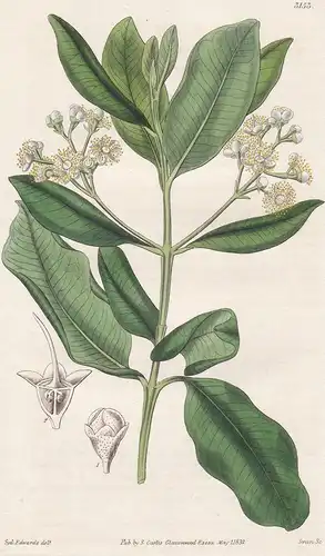 Myrcia Acris. Wild Clove-Tree, or Bay-Berry Myrtle. 3153 - from Botanical Magazine; West Indies flower Blume B