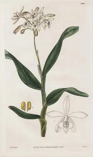 Epidendrum Pallidiflorum. Pale-Flowered Epidendrum. 2980 - from Botanical Magazine; Orchid Orchidee flower Blu