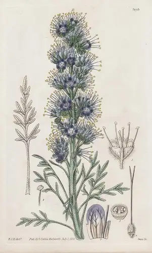 Eutoca Sericea. Sildy Eutoca. 3003 - from Botanical Magazine; Rocky Mountains flower Blume Blumen botanical Bo