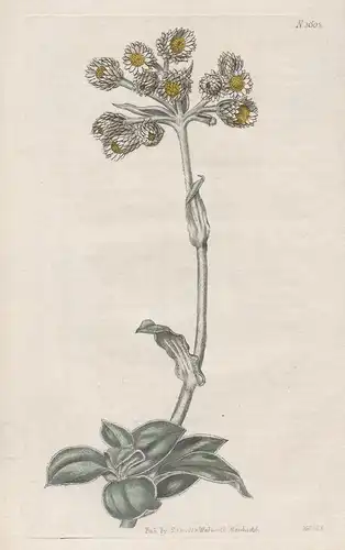 Gnaphalium Fruticans. Shrubby Everlasting. 1802 - from Botanical Magazine; South Africa Afrika flower Blume Bl