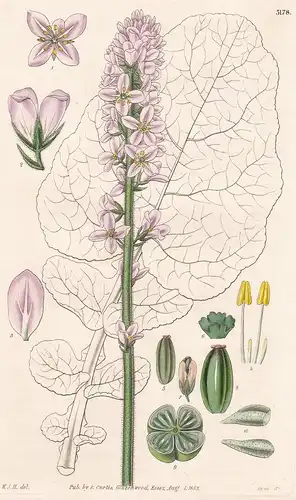 Francoa Appendiculata. Appendiculated Francoa. 3178 - from Botanical Magazine; Chile Chiloe flower Blume Blume