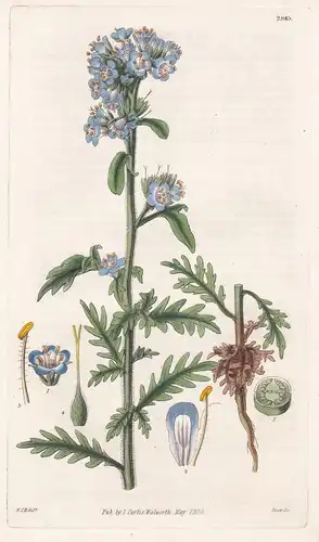 Eutoca Franklinii. Captain Franklin's 2985 - from Botanical Magazine; Mississippi America Amerika  flower Blum
