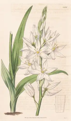 Ornithgalum Conicum. Pure-white-flowered Star of Bethlehem. 3538 - from Botanical Magazine; South Africa Afrik